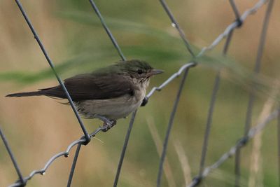 Garden Warbler, Norwick, Unst