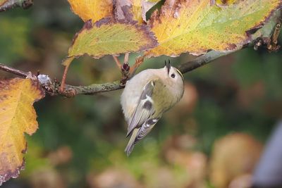 Goldcrest, Quendale Mill