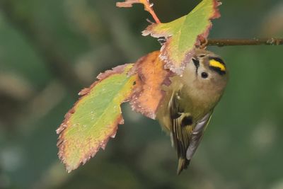 Goldcrest, Quendale Mill