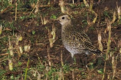 Golden Plover, Aith Voe Marina
