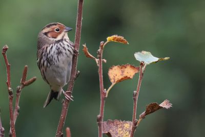 Little Bunting, Lerwick