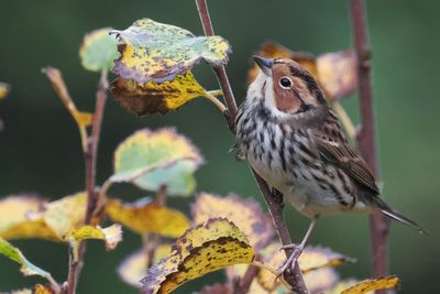 Little Bunting, Lerwick