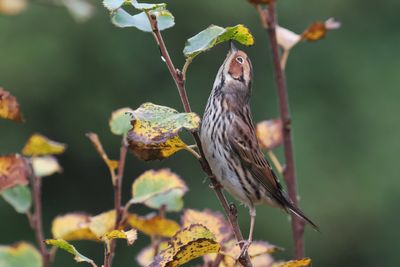 Little Bunting, Lerwick