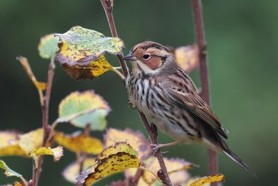 Little Bunting, Lerwick
