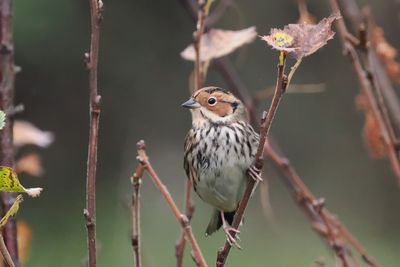 Little Bunting, Lerwick