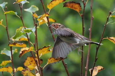 Little Bunting, Lerwick