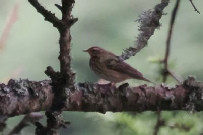 Olive-backed Pipit, Kergord