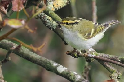 Pallas's Leaf Warbler, Swinning