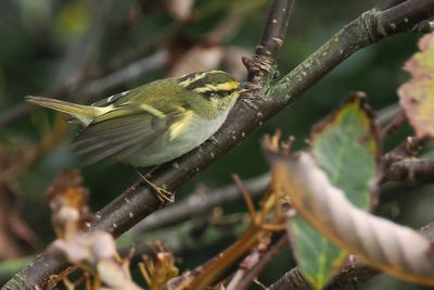 Pallas's Leaf Warbler, Swinning