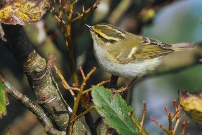 Pallas's Leaf Warbler, Swinning