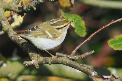 Pallas's Leaf Warbler, Swinning
