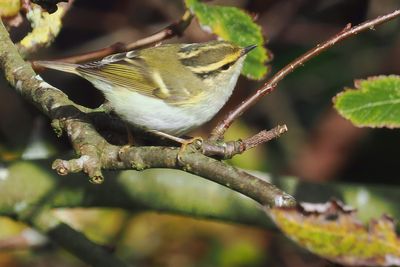 Pallas's Leaf Warbler, Swinning