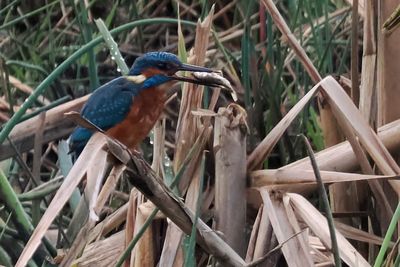 Kingfisher, RSPB Baron's Haugh
