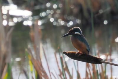 Kingfisher, RSPB Baron's Haugh