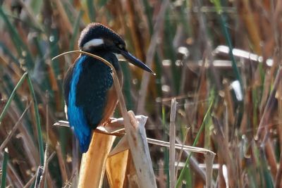 Kingfisher, RSPB Baron's Haugh