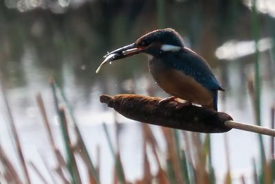 Kingfisher, RSPB Baron's Haugh