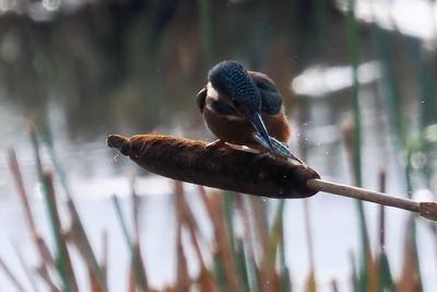 Kingfisher, RSPB Baron's Haugh
