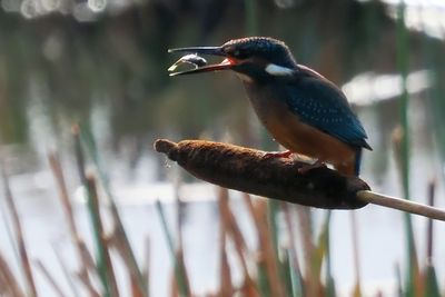Kingfisher, RSPB Baron's Haugh