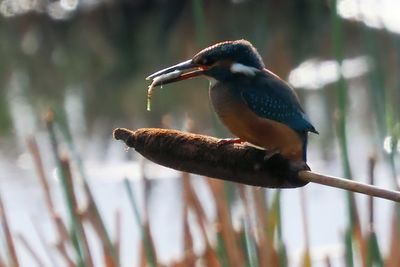 Kingfisher, RSPB Baron's Haugh