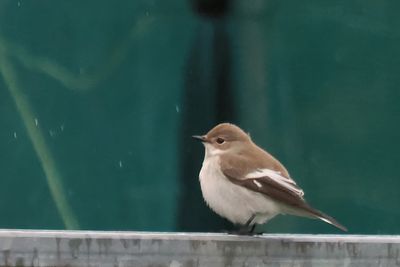 Pied Flycatcher, Easter Quarff