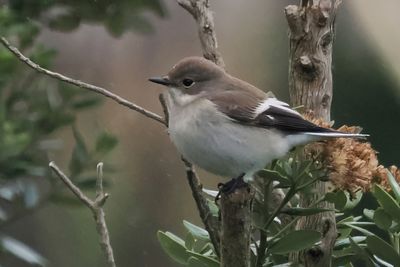 Pied Flycatcher, Easter Quarff