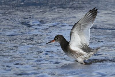 Redshank, Melby