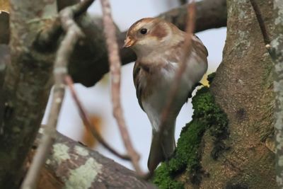 Snow Bunting, Hoswick
