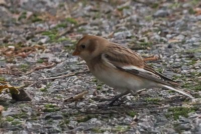 Snow Bunting, Hoswick