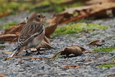 Snow Bunting, Hoswick