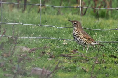 Song Thrush, Dale of Walls