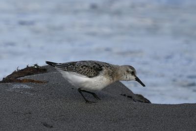 Sanderling, Melby