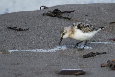 Sanderling, Melby