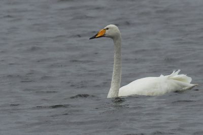 Whooper Swan, Loch of Spiggie