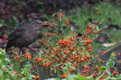 Blackbird, Baillieston