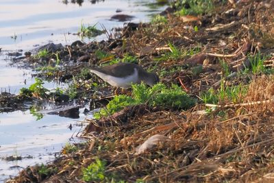 Spotted Sandpiper, Cameron Reservoir, Fife