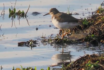 Spotted Sandpiper, Cameron Reservoir, Fife