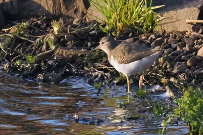 Spotted Sandpiper, Cameron Reservoir, Fife