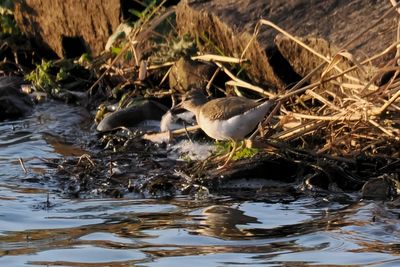 Spotted Sandpiper, Cameron Reservoir, Fife