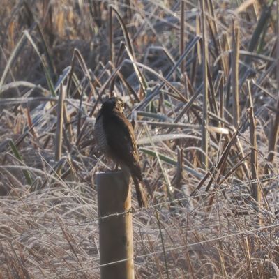 Sparrow Hawk, RSPB Baron's Haugh