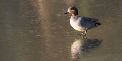 Teal, RSPB Baron's Haugh