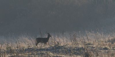 Roe Deer, RSPB Baron's Haugh