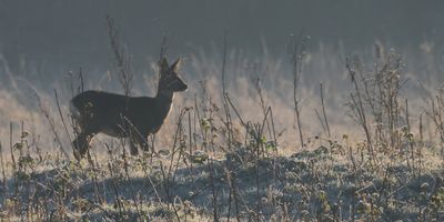 Roe Deer, RSPB Baron's Haugh