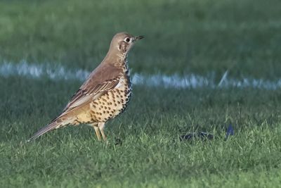 Mistle Thrush, Glasgow Green