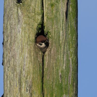 Tree Sparrow, near Croftamie