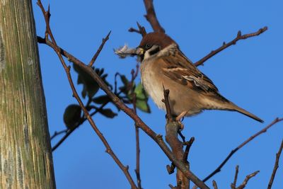 Tree Sparrow, near Croftamie