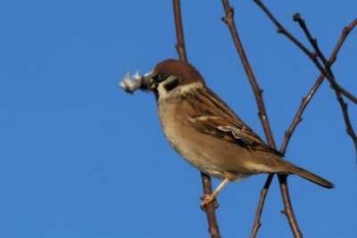 Tree Sparrow, near Croftamie