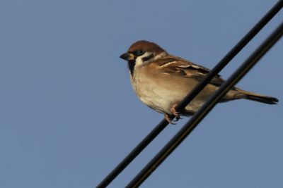 Tree Sparrow, near Croftamie