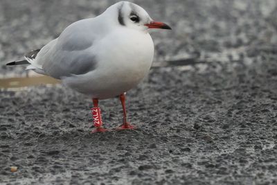 Black-headed Gull, Strathclyde Country Park