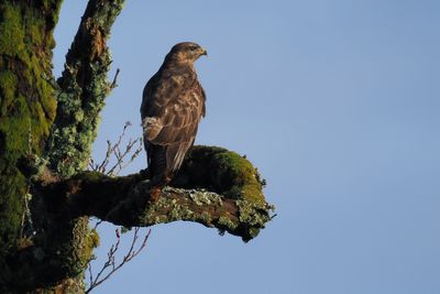 Buzzard, near Gartocharn, Loch Lomond