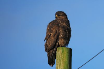 Buzzard, near Gartocharn, Loch Lomond